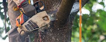 Best Tree Health Inspection  in Booneville, MS