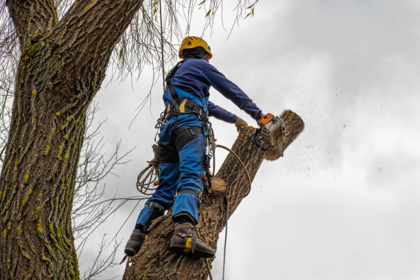 Best Root Management and Removal  in Booneville, MS